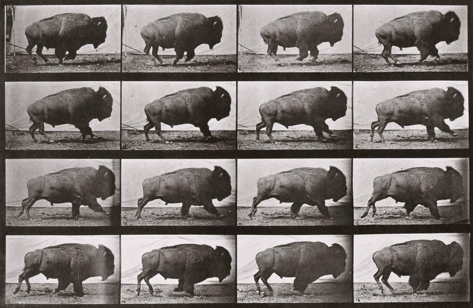 Eadweard Muybridge Black and White Photograph - Animal Locomotion: Plate 700 (Bison Galloping), 1887