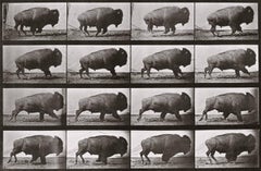 Animal Locomotion: Plate 700 (Bison Galloping), 1887