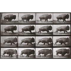 Animal Locomotion: Plate 700 (Bison Galloping), 1887 11