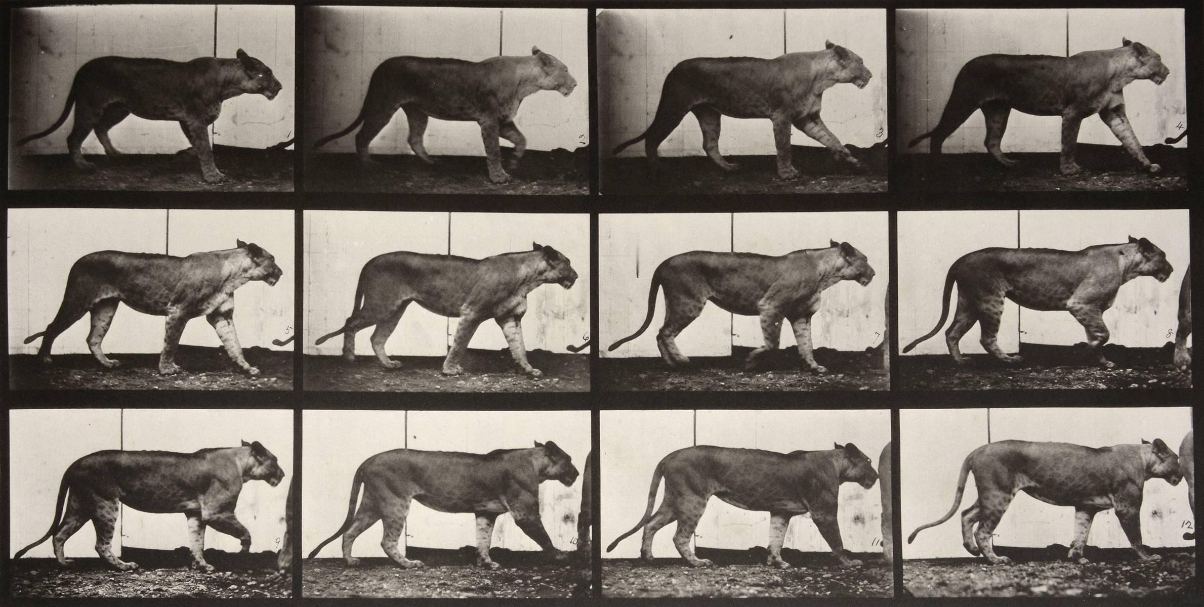 Eadweard Muybridge Black and White Photograph - Animal Locomotion: Plate 723 (Lioness Walking), 1887