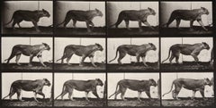 Animal Locomotion: Plate 723 (Lioness Walking), 1887