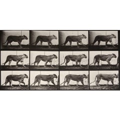 Animal Locomotion: Plate 723 (Lioness Walking), 1887 6