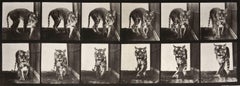 Animal Locomotion: Plate 730 (Tiger Walking), 1887 - Eadweard Muybridge