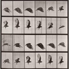 Animal Locomotion: Plate 765 (Crow in Flight), 1887 10