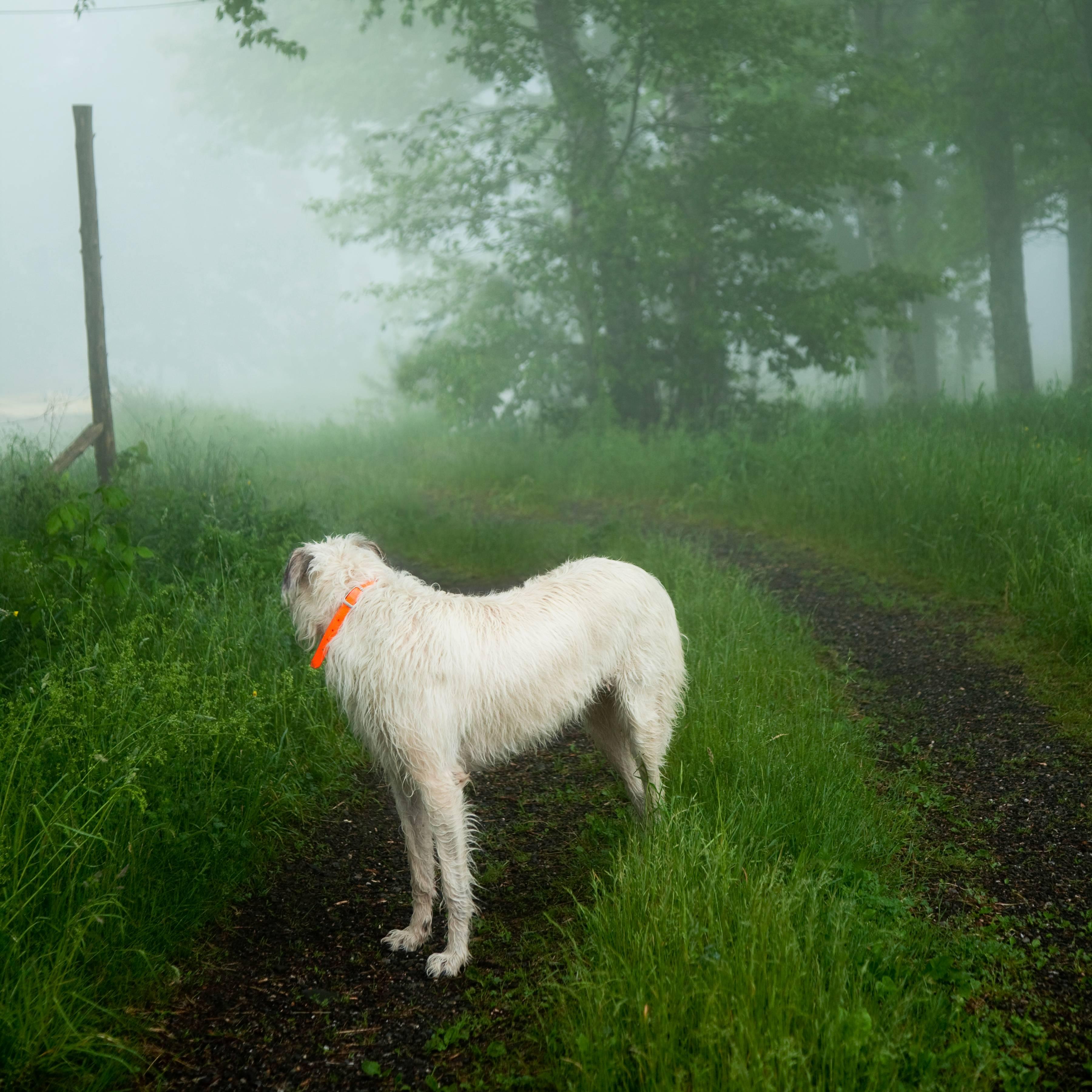 Wolfhound, Hope, Maine, 2012 - Cig Harvey (Colour Photography)
Signed and numbered on reverse
Digital c-type print

Available in three sizes:
14 x 14 inches, edition of 10
28 x 28 inches, edition of 7
40 x 40 inches, edition of 5

International