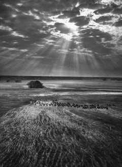 Herd of Buffalos, Kafue National Park, Zambia, 2010