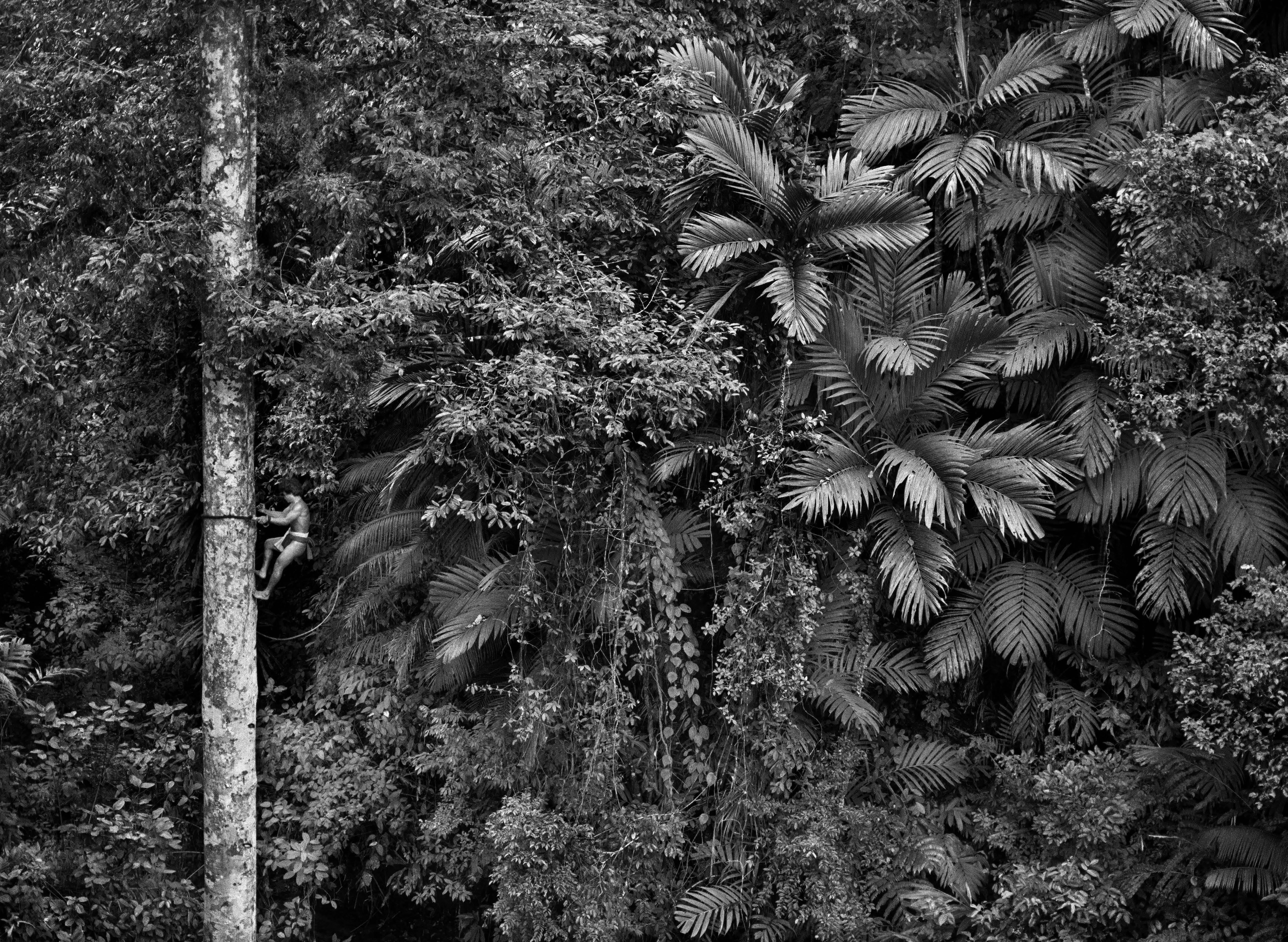 Mentawai-Klettern in einem rätselhaften Baum, Siberut-Insel, West Sumatra, Indonesien, 2008