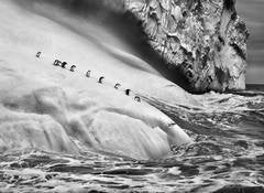 Chinstrap Penguins, South Sandwich Islands, 2009 9