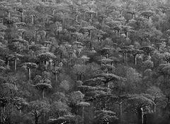 Adansonia Grandidieri, Madagascar, 2010 - Sebastião Salgado (Noir et blanc)