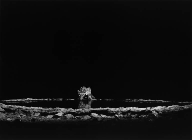 Sebastião Salgado Black and White Photograph - A Leopard in the Barab River Valley, Damaraland, Namibia, 2005 - Salgado
