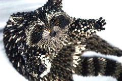 Raccoon Sitting, Looking Up