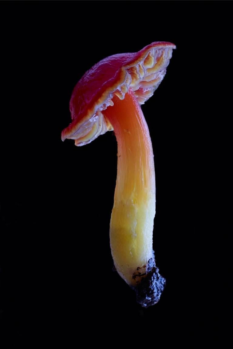 Dan Peterson Color Photograph - Hygrophorus Coccineus
