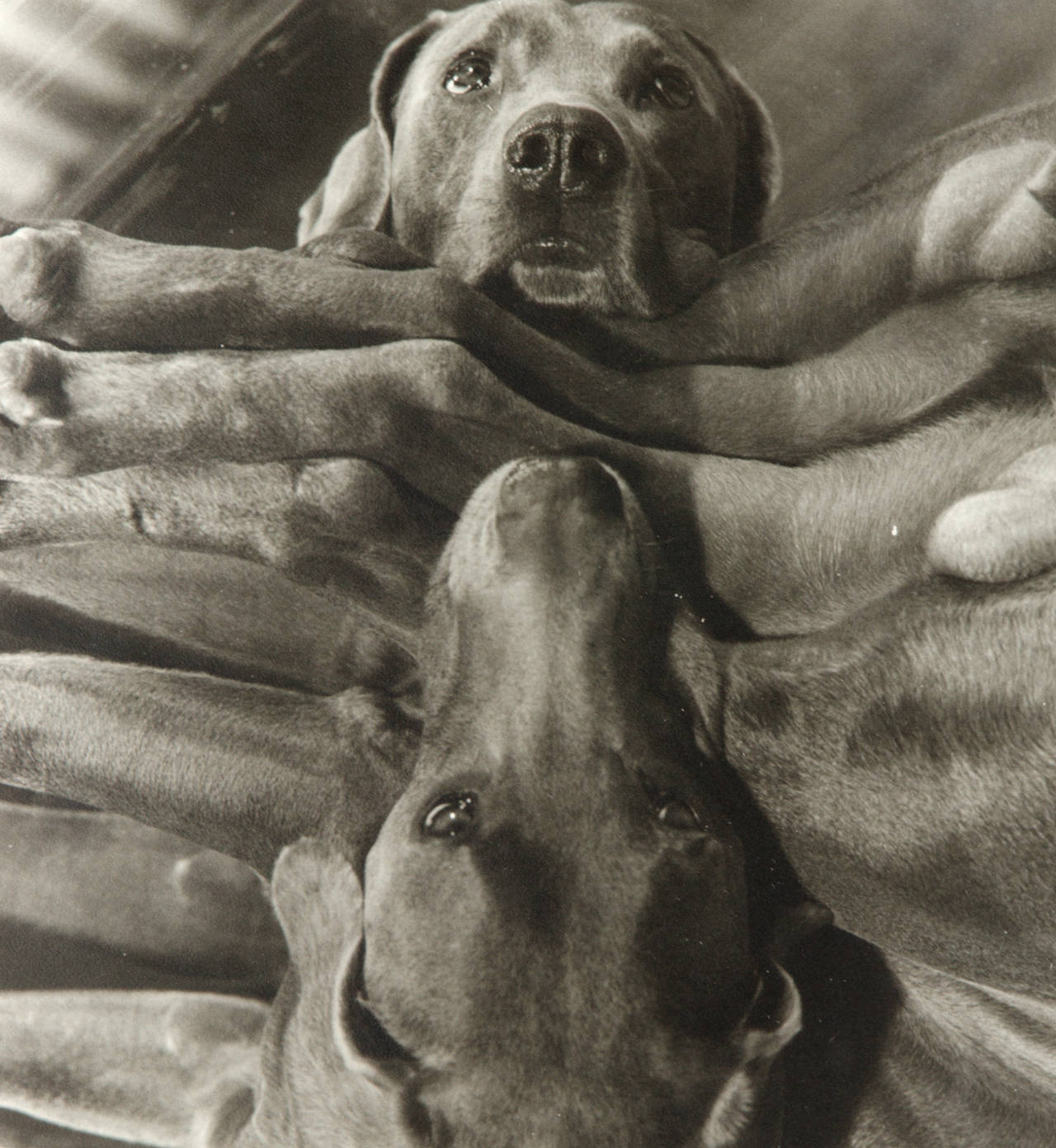 Hundehauskoffer – Photograph von William Wegman