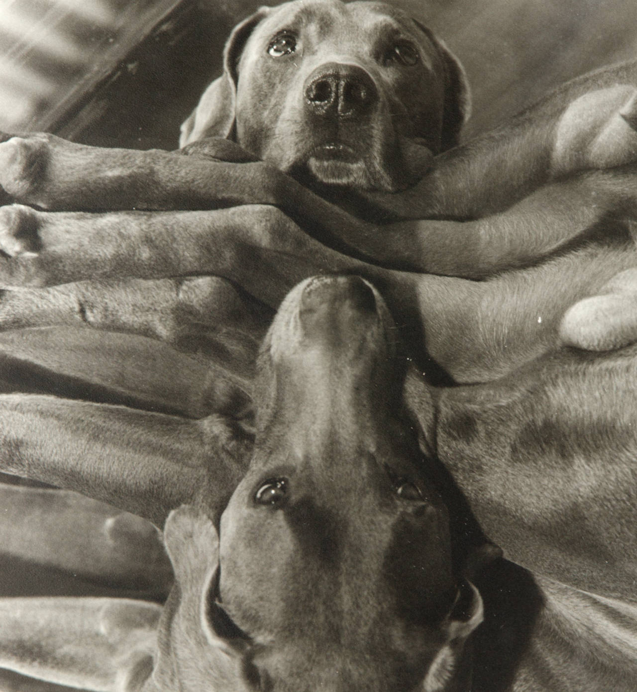 Cabaña para perros - Photograph de William Wegman
