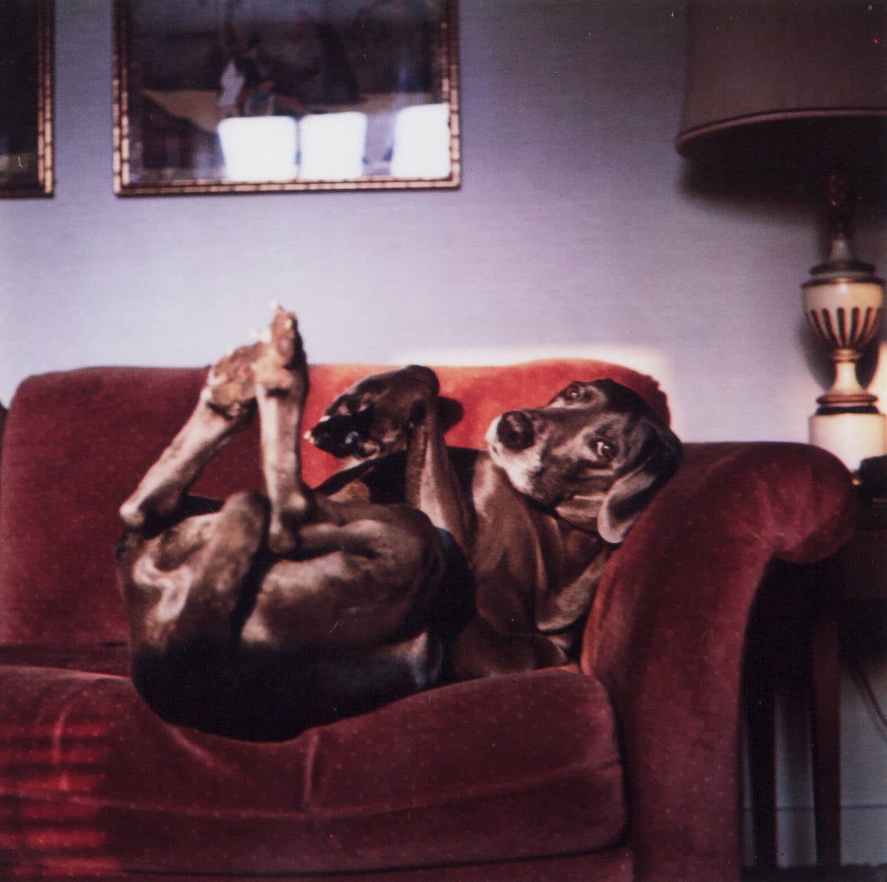 Mrs. Wegman's Couch – Photograph von William Wegman