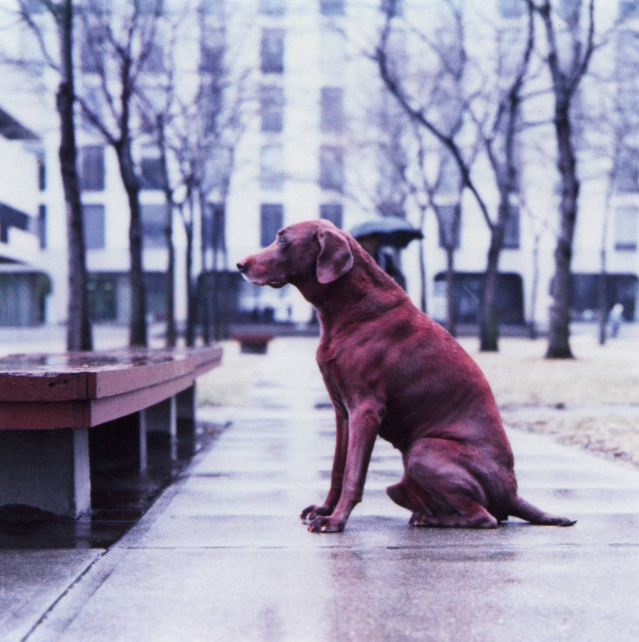 Roter Hund – Photograph von William Wegman