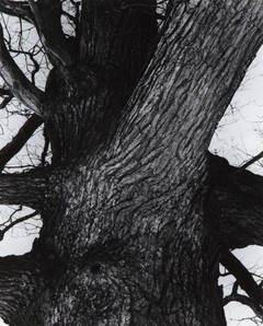 Venerable Tree Trunk