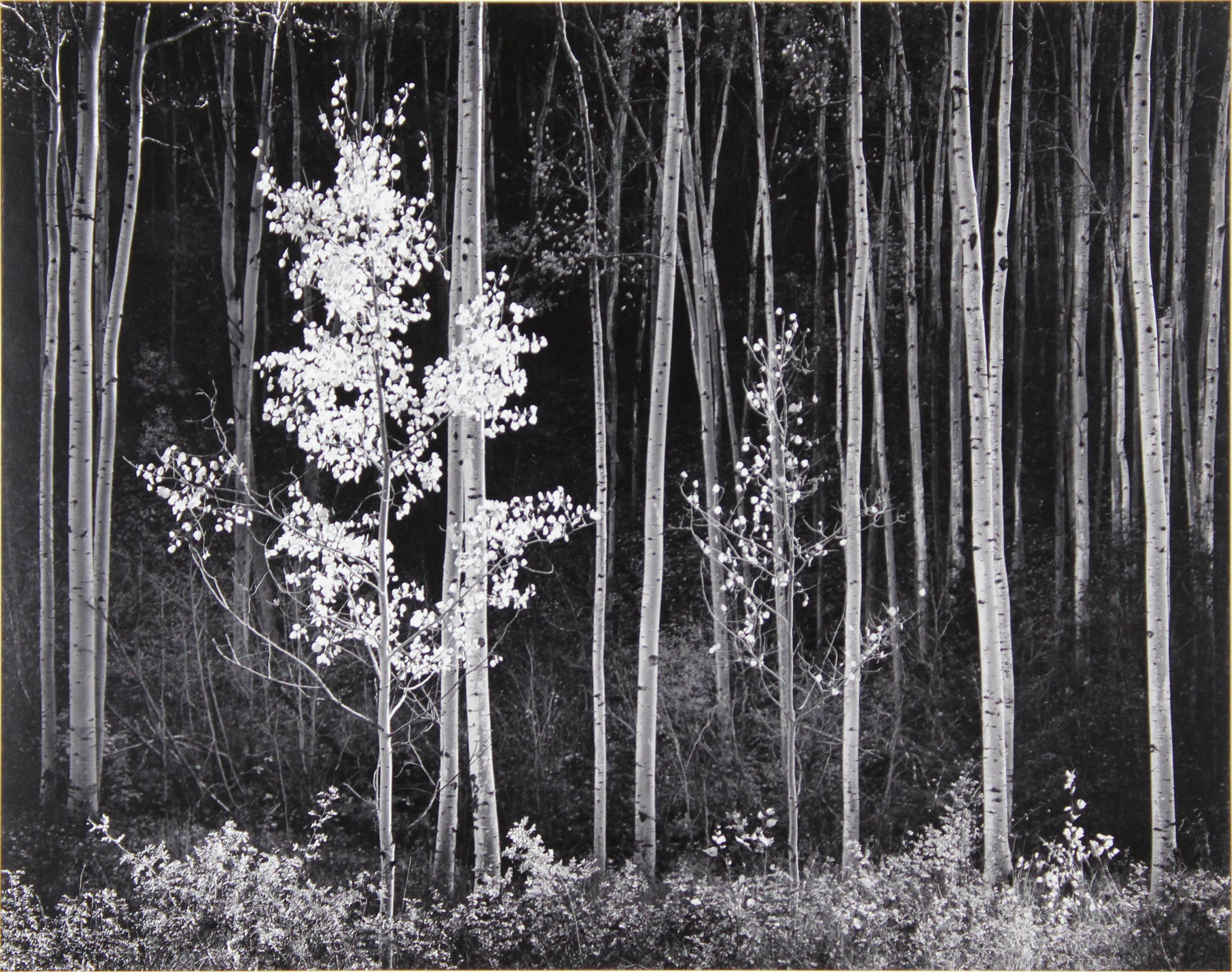 Ansel Adams Black and White Photograph - Aspens, Northern New Mexico