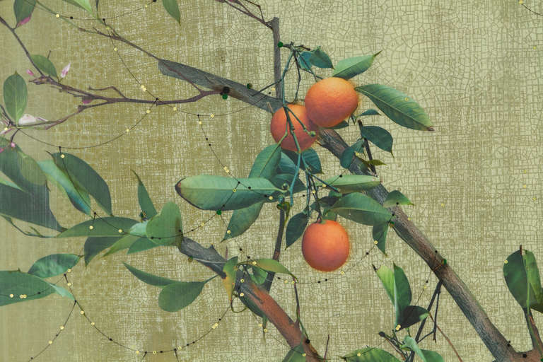 Orange tree and black birds