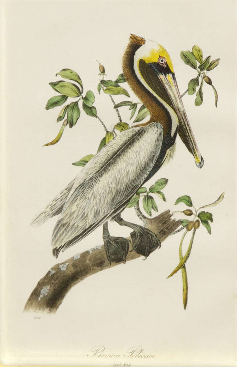 John James Audubon Animal Print - Brown Pelican