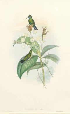 Hummingbirds - Green Male