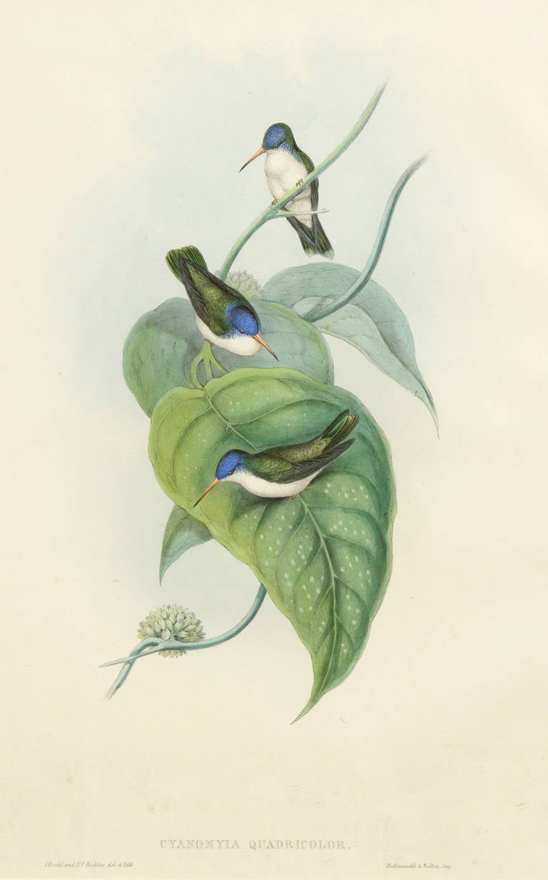 John Gould Animal Print - Cyanomyia Quadricolor (Red-billed Azure Crown)