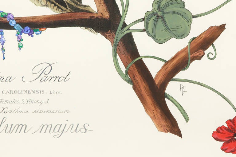 Tropaiolum majus (Zeitgenössisch), Painting, von Penelope Gottlieb