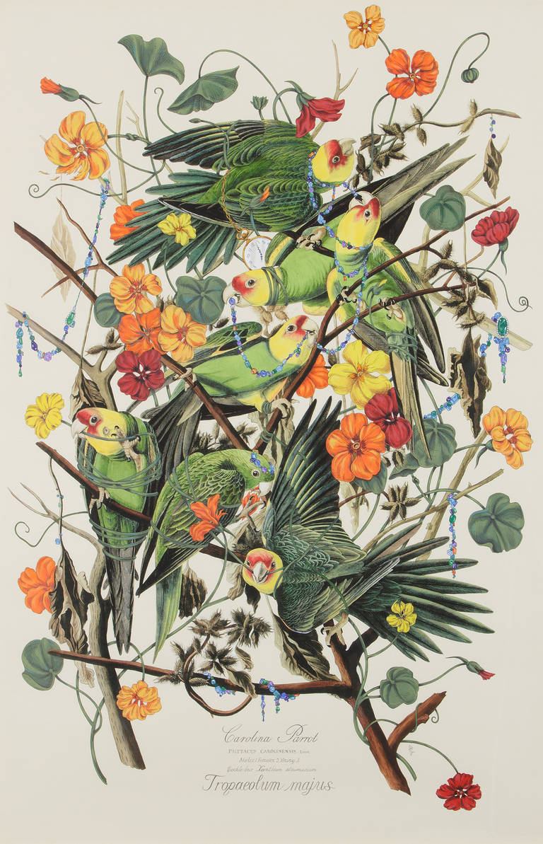Penelope Gottlieb Animal Painting – Tropaiolum majus