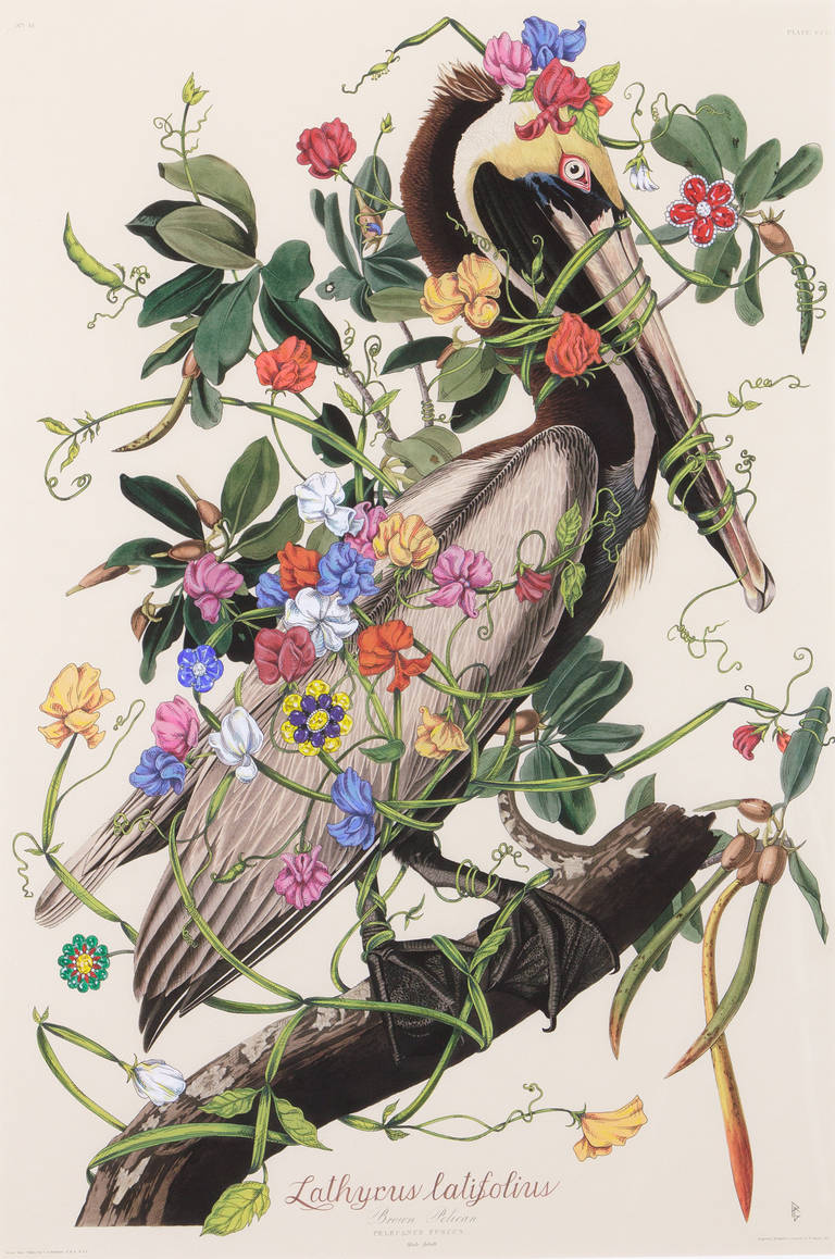 Penelope Gottlieb Animal Painting - Lathyrus Latifolius