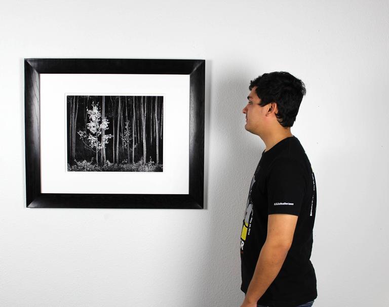 Ansel Adams - Aspens, Northern New Mexico, Photograph: at 1stdibs