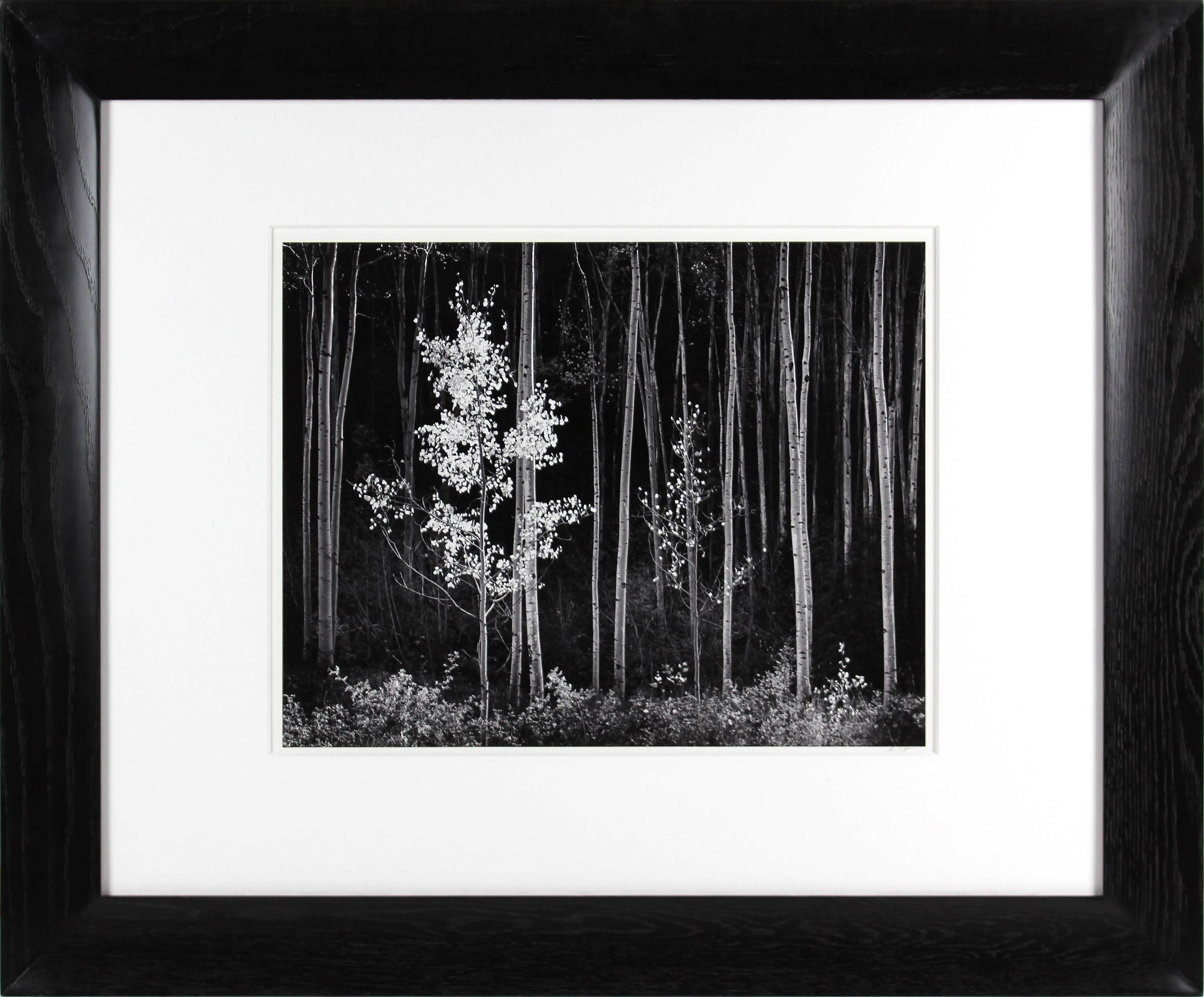 Aspens, Northern New Mexico - American Realist Photograph by Ansel Adams