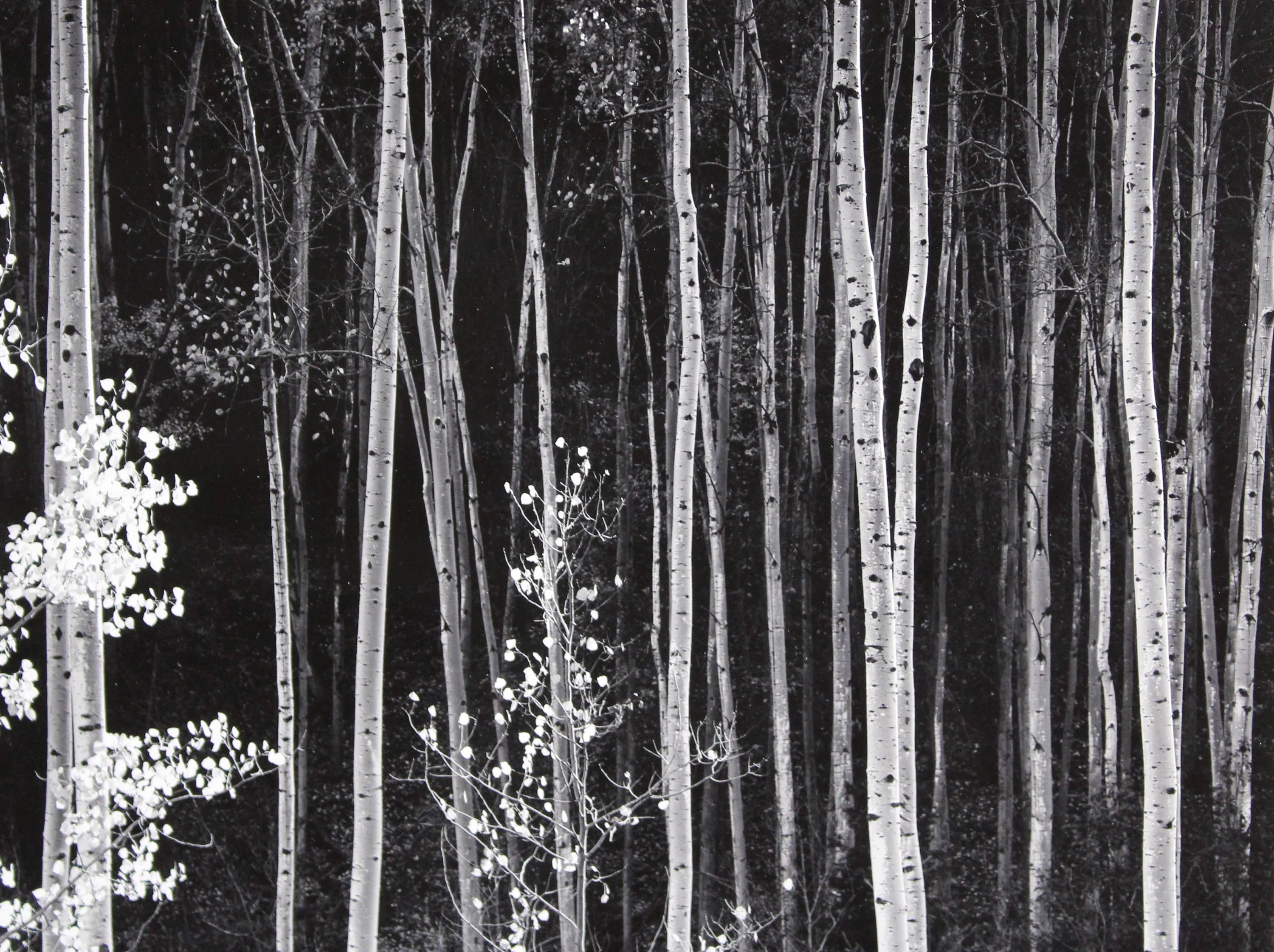 A silver gelatin print mounted on board depicting Aspen trees in Northern New Mexico by iconic American photographer Ansel Adams. Aspens, Northern New Mexico is signed lower right, 