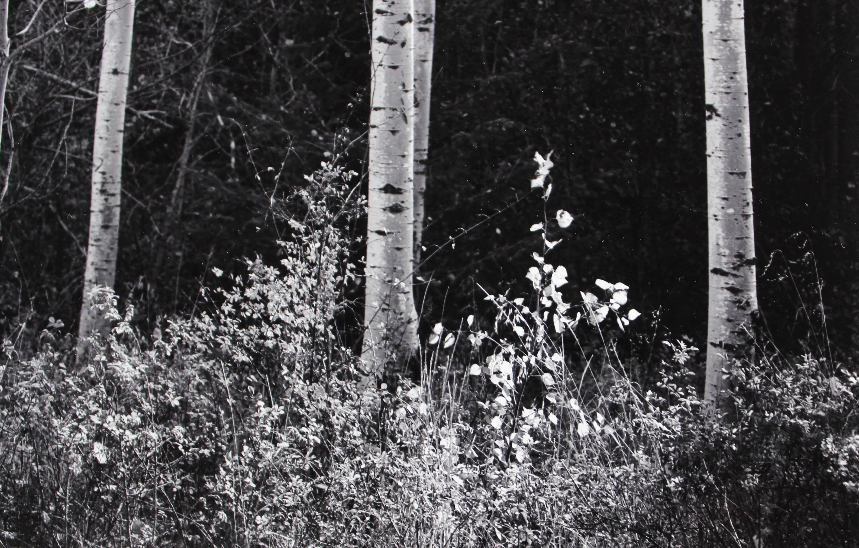 Aspens, Northern New Mexico 1