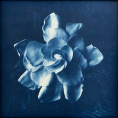 Floraison et odeur