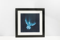 Falling Birds I