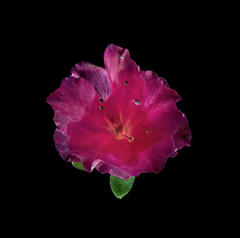 Rhododendron (Azalea), 5-24-2020-01