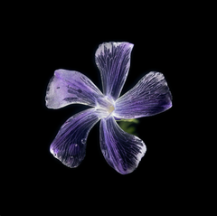 Vinca (Immergrün), 10.05.2021-00