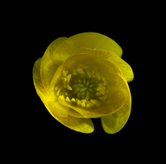 Ranunculus (Buttercup), 4-30-2022-03