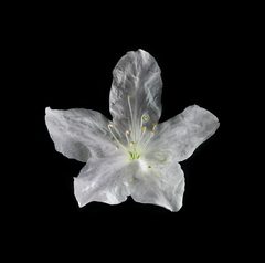 Cordia à petites feuilles (Cordia parvifolia), 17/04/2021-01