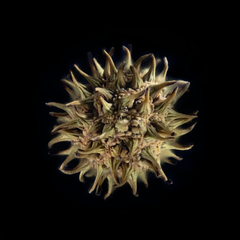 Liquidambar styraciflua (frutto dell'albero della gomma dolce), 28-3-2021-01