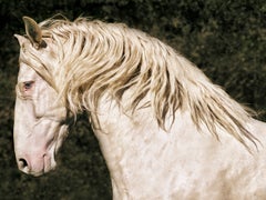 Espagne – Andalousie : Principe 4 (cheval PRE andalou) au ranch Iberian Premium