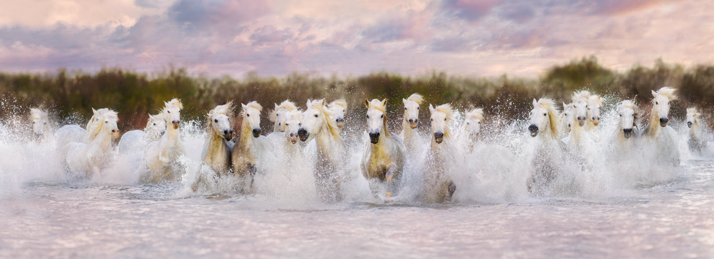 Oliver Klink Color Photograph – Frankreich – Camargue: Einheimische weiße Camargue-Pferde westlich der Petit Rhône