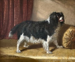 A portrait of a black and white spaniel dog in a sumptuous interior
