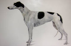 Untitled (large greyhound)