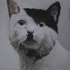 Untitled (Black & White Cat)