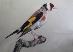Untitled (Goldfinch)