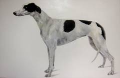 Untitled (Black & White Greyhound)