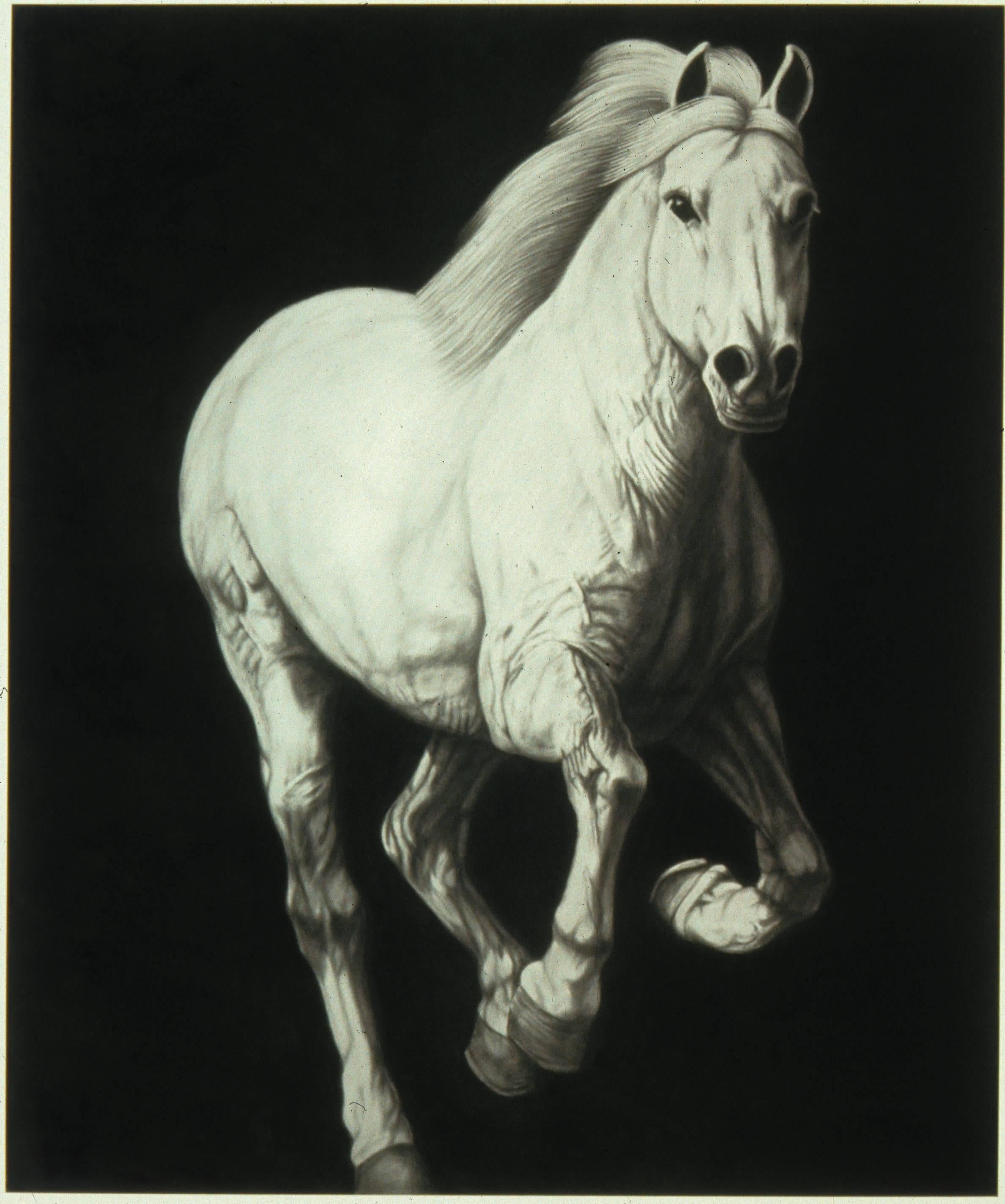 Joseph Piccillo Animal Painting - Galloping Horse, Large Scale Charcoal Drawing on Canvas, Animal, Graphite
