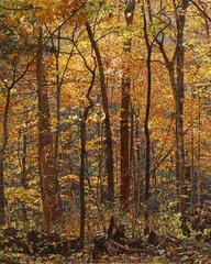 "Thicket 43" , Hyperrealistic Oil Painting on Canvas, Framed