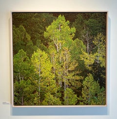 Photorealistic Oil Painting, Framed in Pine, Aspens at Dawn, Landscape, Trees